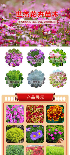 國慶菊選購指南 花卉租擺首選，優質供應商與價格解析